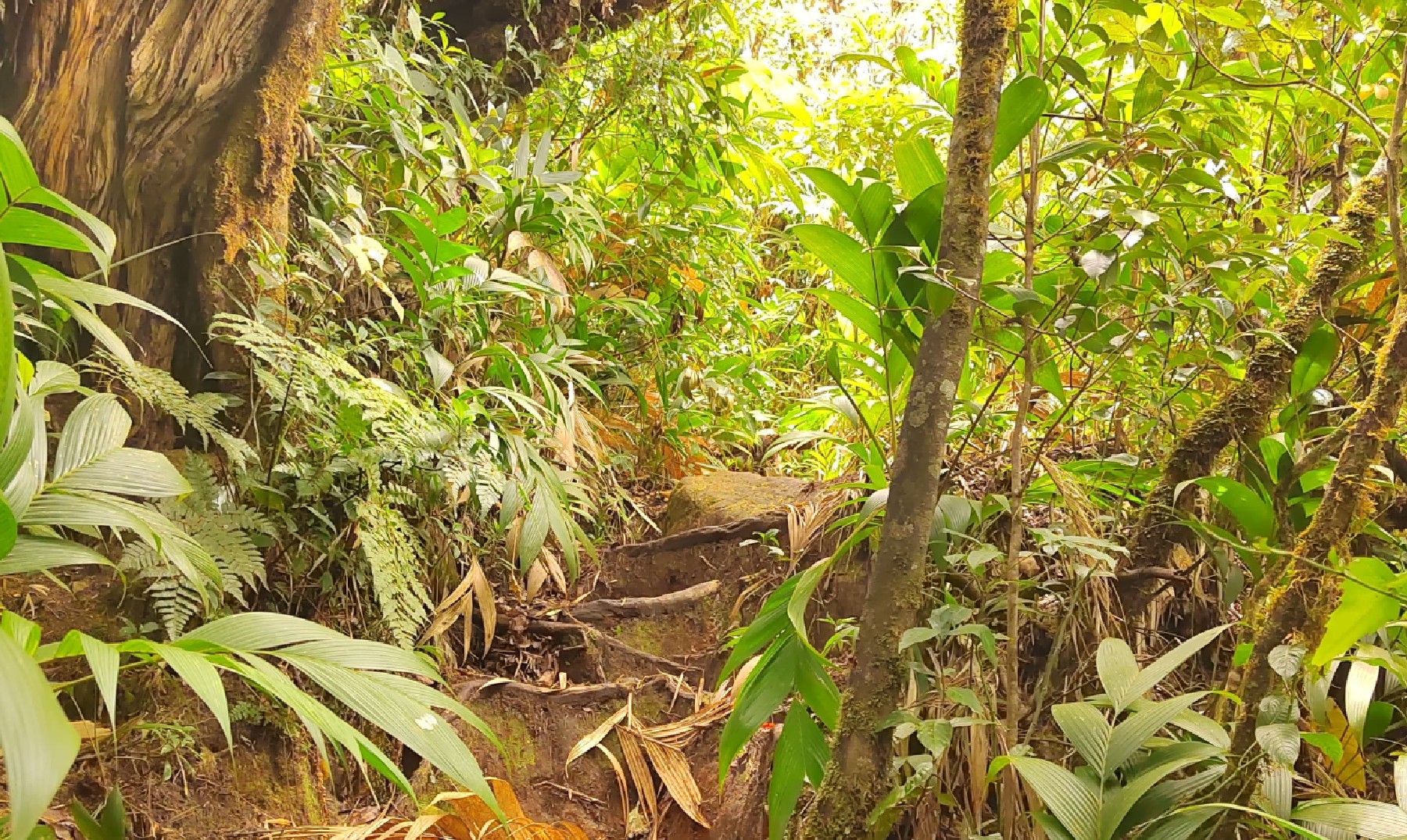 Parque Nacional Volcal Miravalles3