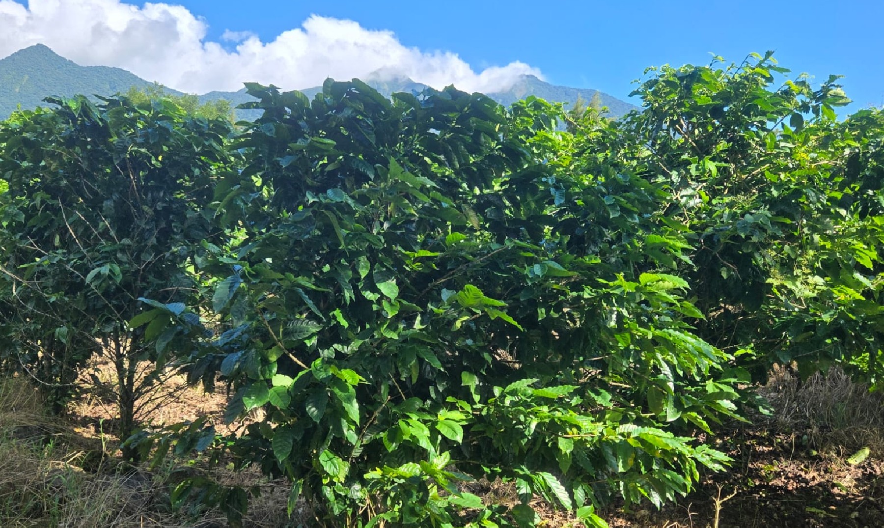 Tradición desde la planta hasta la taza.