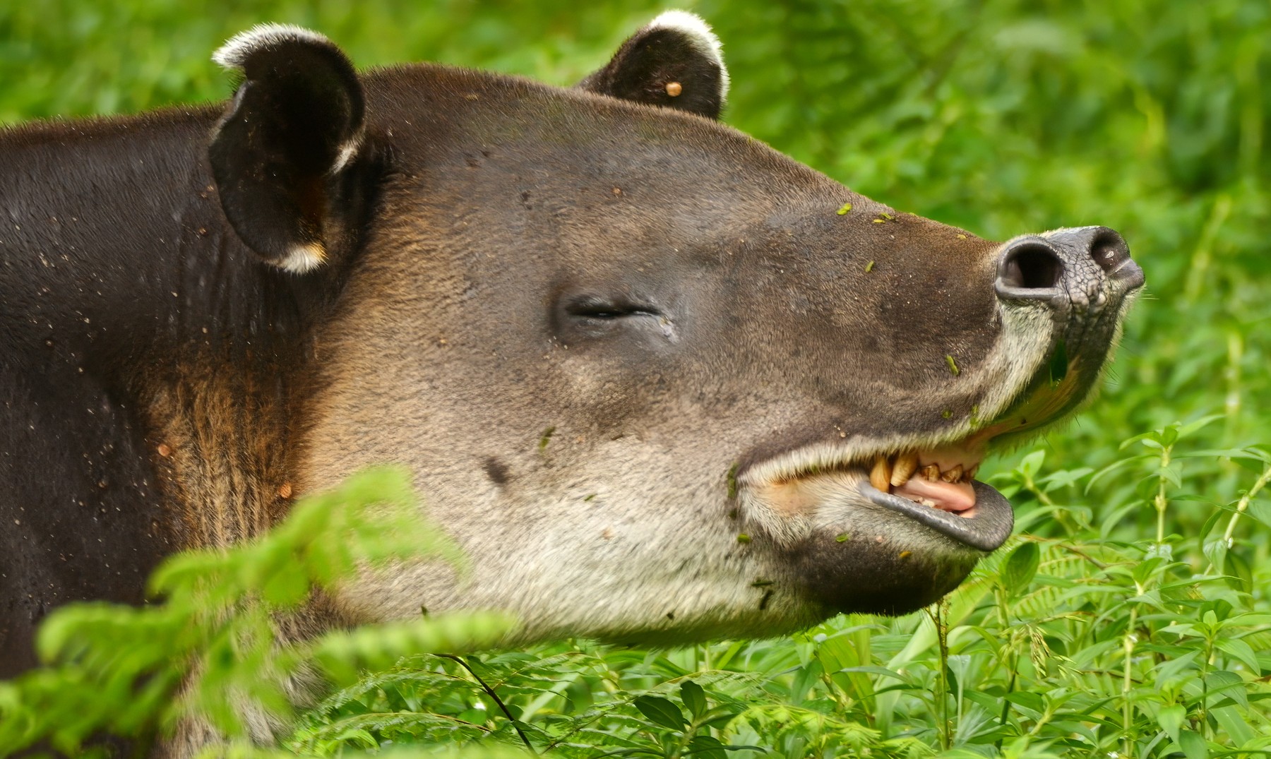 Encuentros con la vida silvestre.